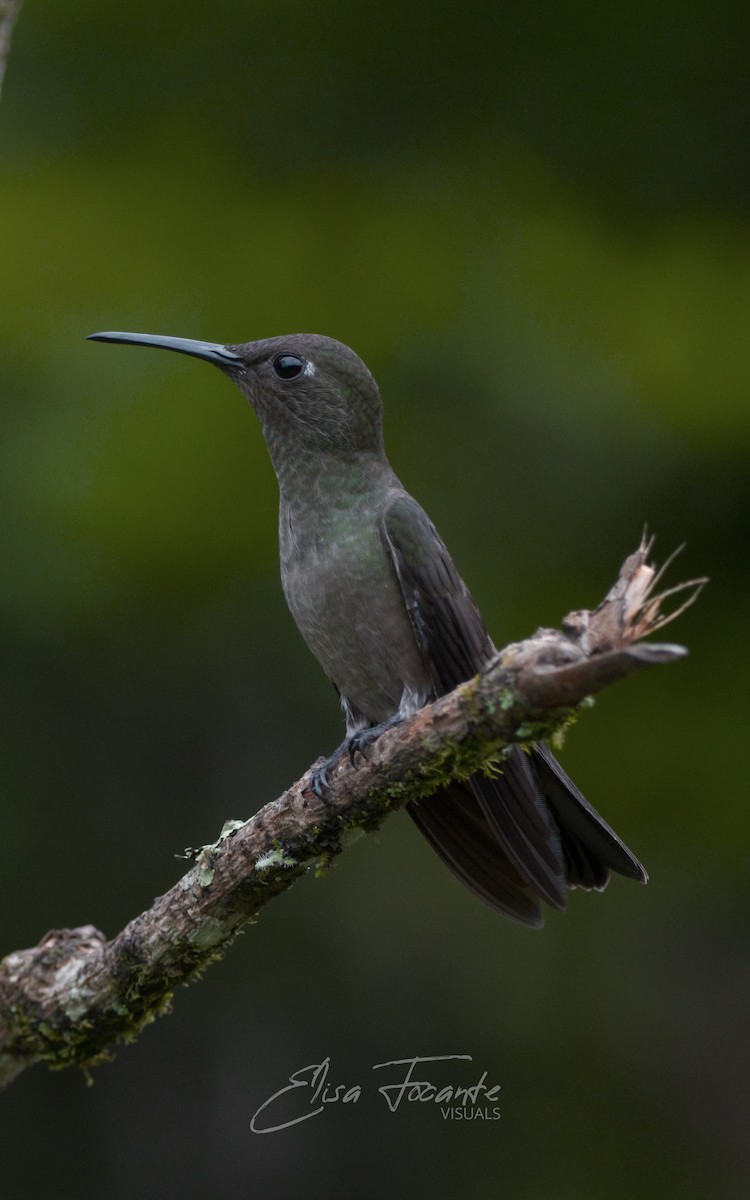 Colibri vert et gris - ML411926781