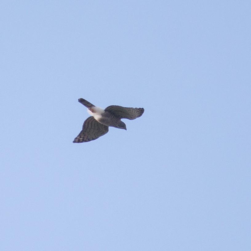 Crested Goshawk - ML411926961