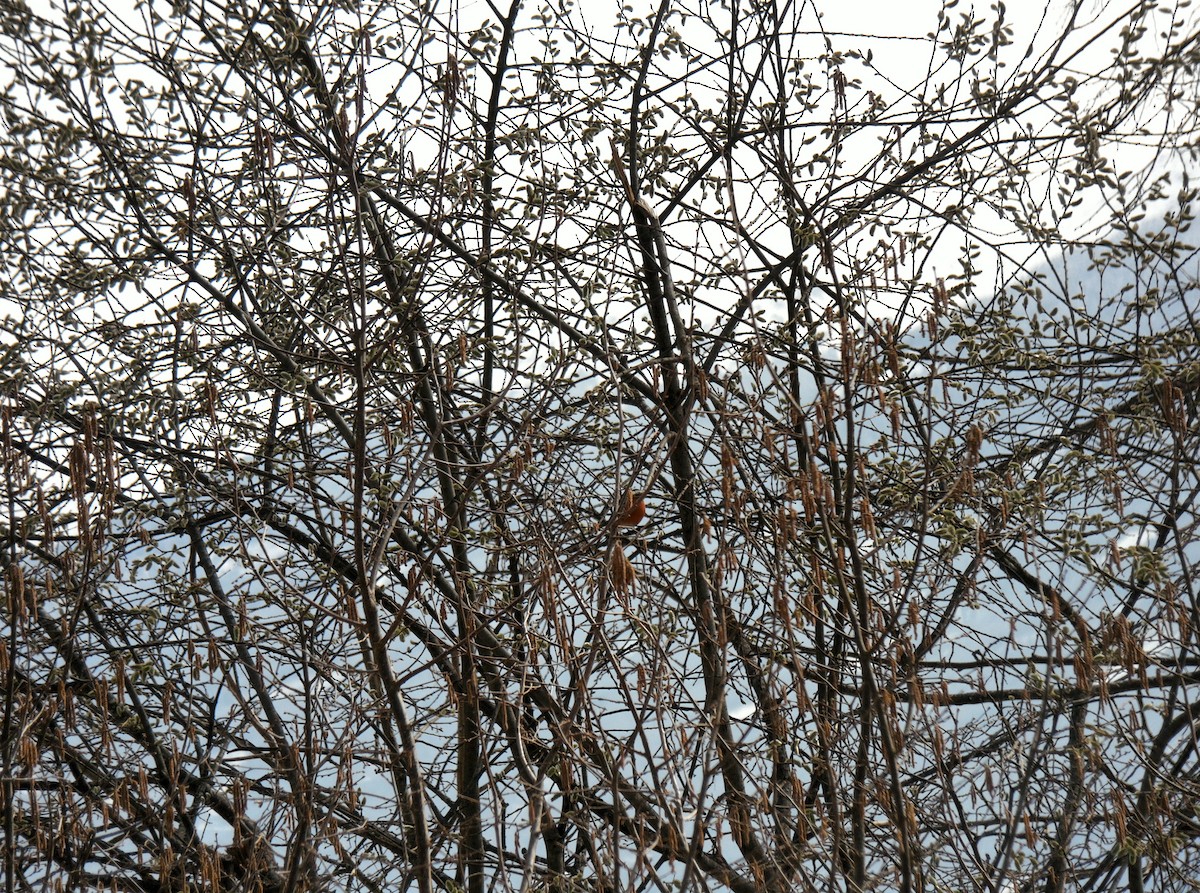 Эгэл зана - ML411927001