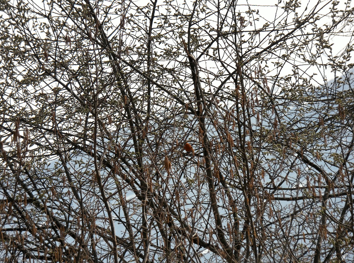 Эгэл зана - ML411927011