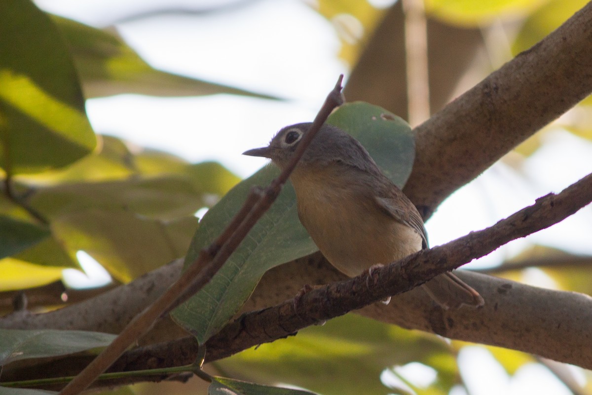 Morrison's Fulvetta - ML411927031