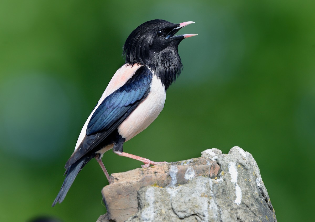 Rosy Starling - Pavel Štěpánek