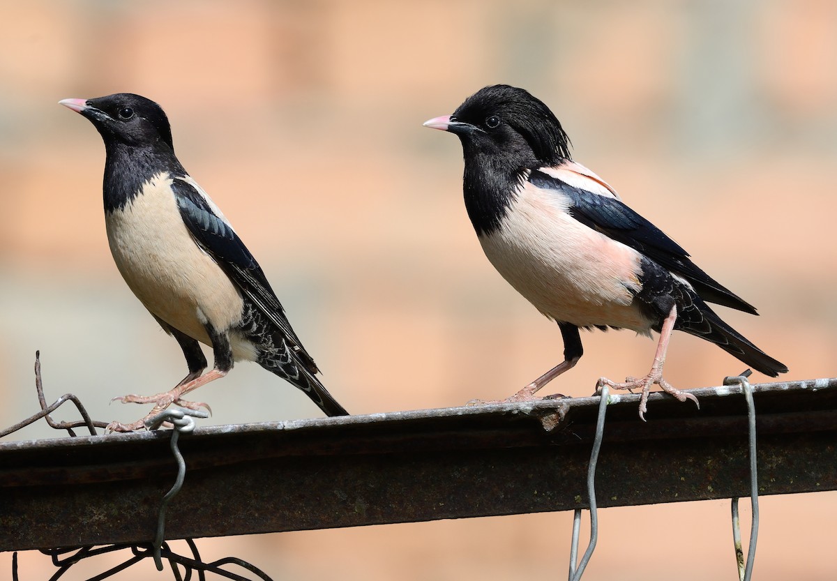 Rosy Starling - Pavel Štěpánek