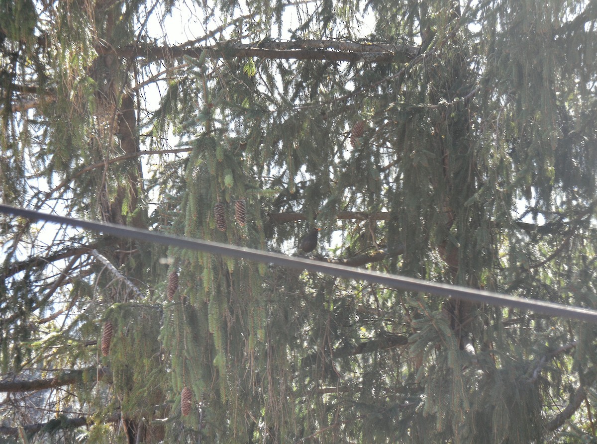 Хар хөөндэй - ML411927591
