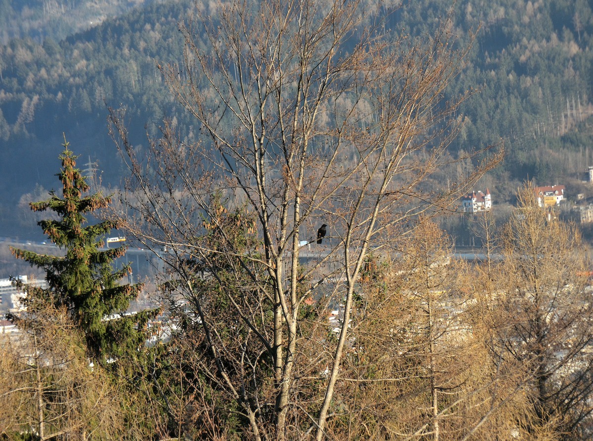 Хар хэрээ - ML411927601