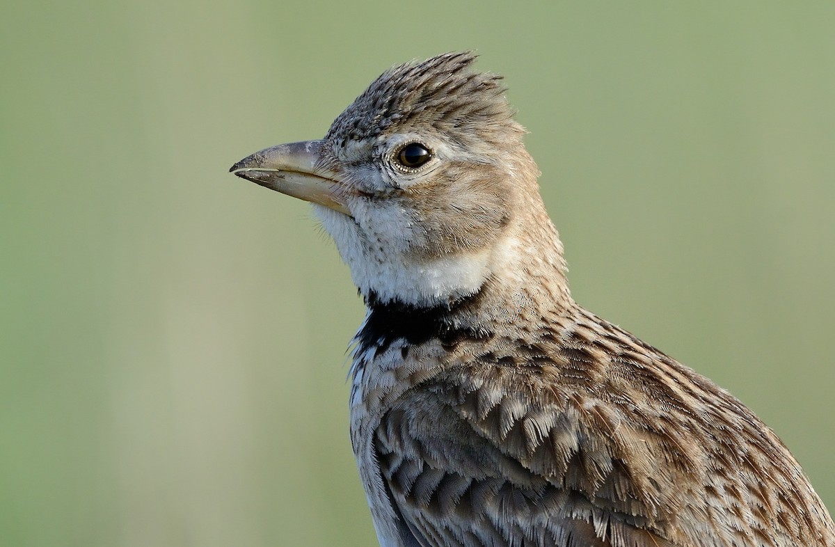 Calandria Común - ML411928431