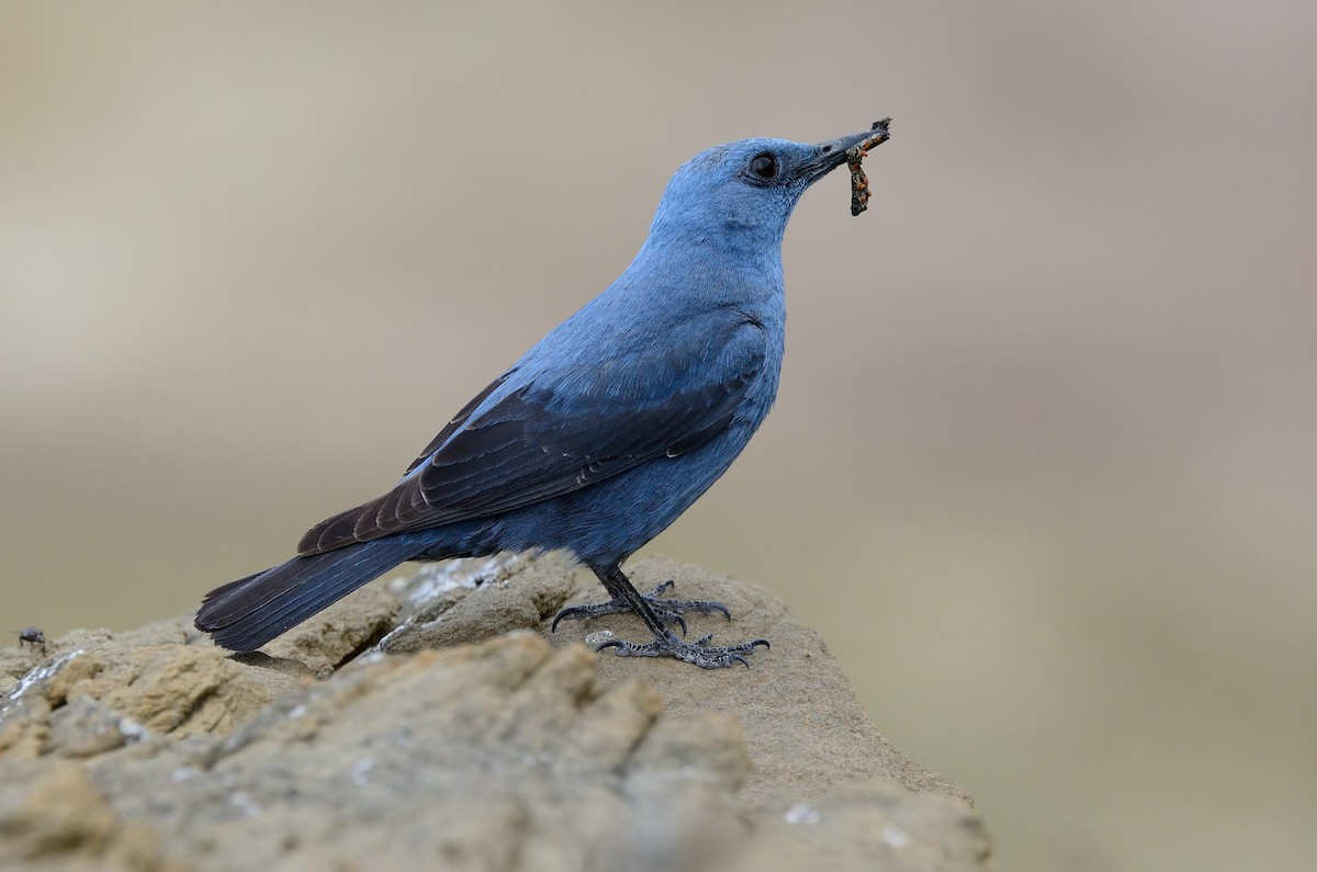 Blue Rock-Thrush - Pavel Štěpánek