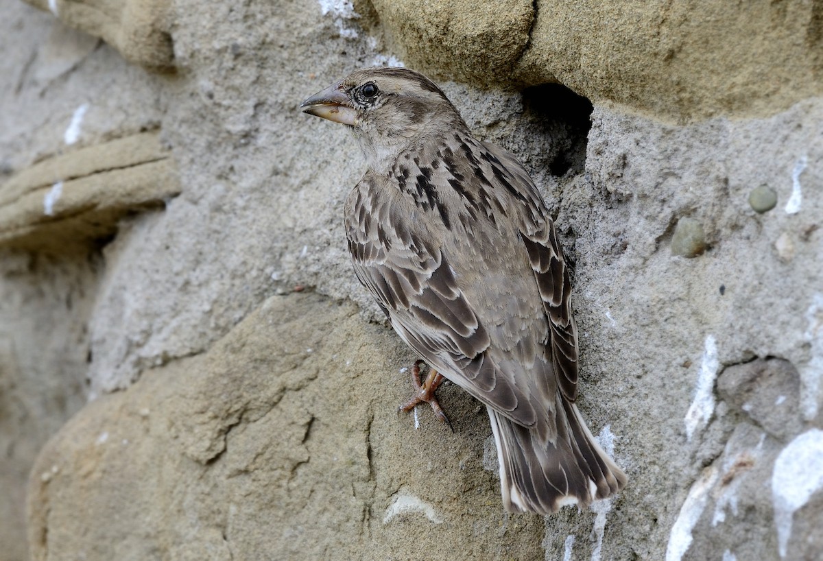 Rock Sparrow - Pavel Štěpánek