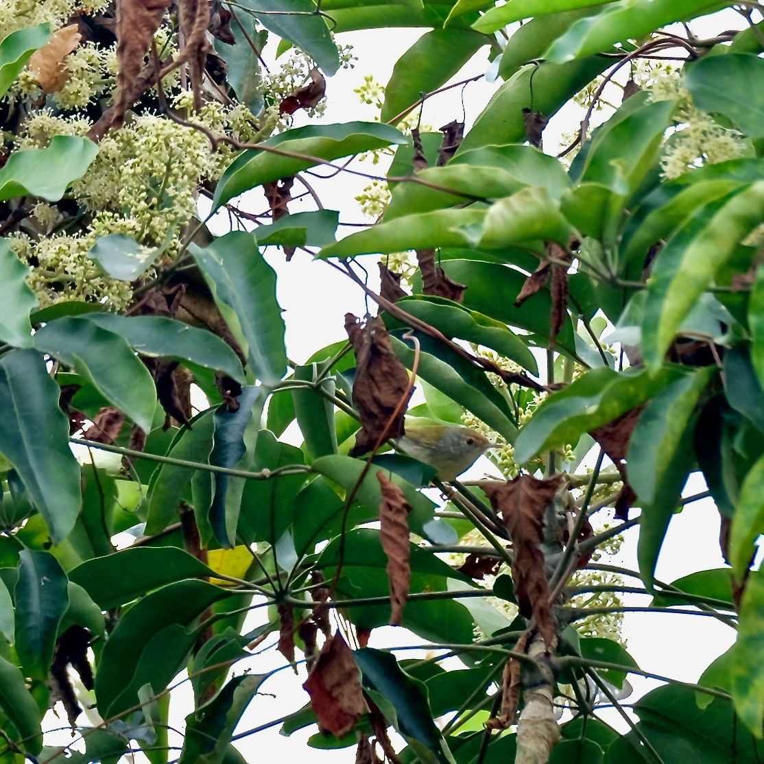 Common Tailorbird - ML411928891