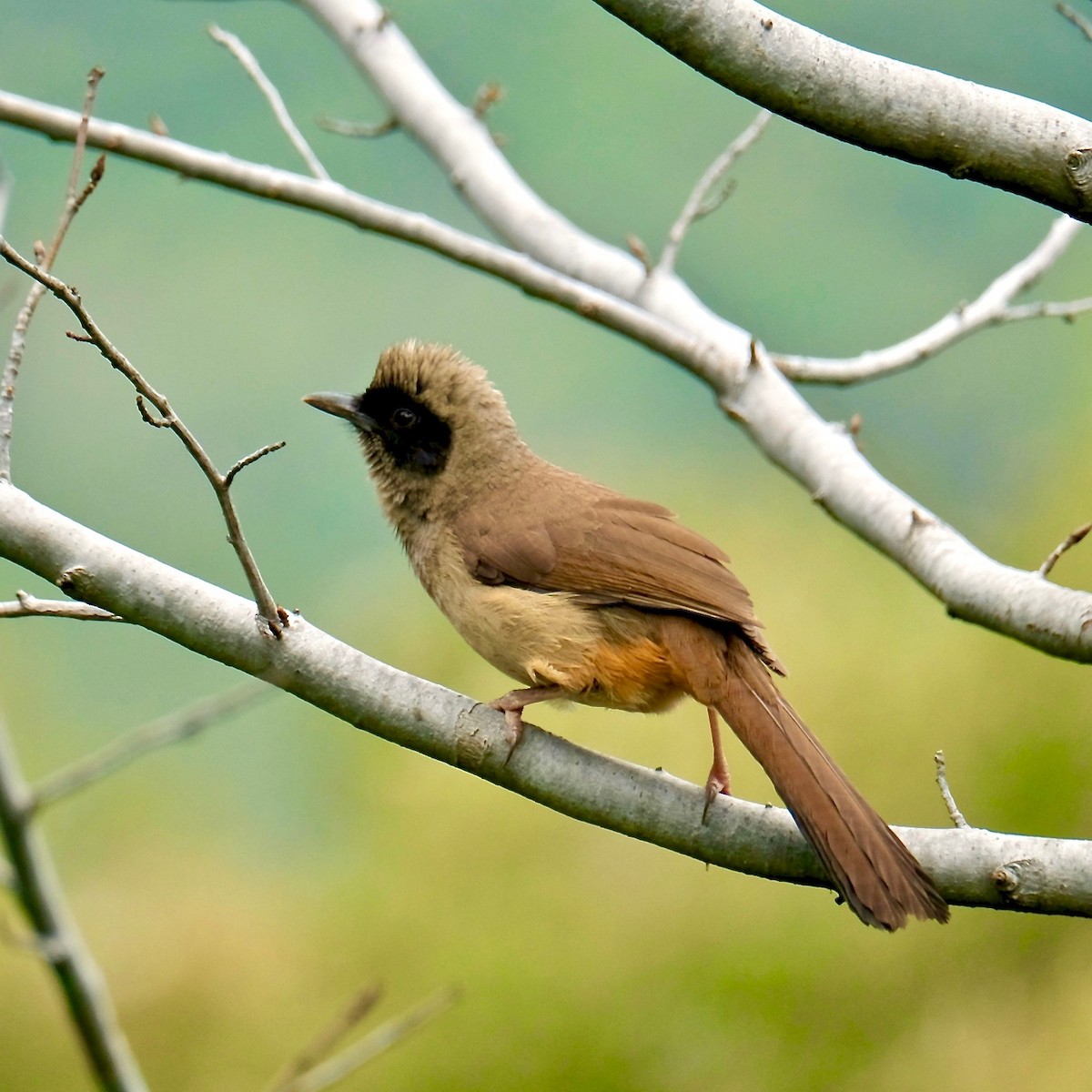 Masked Laughingthrush - ML411930941