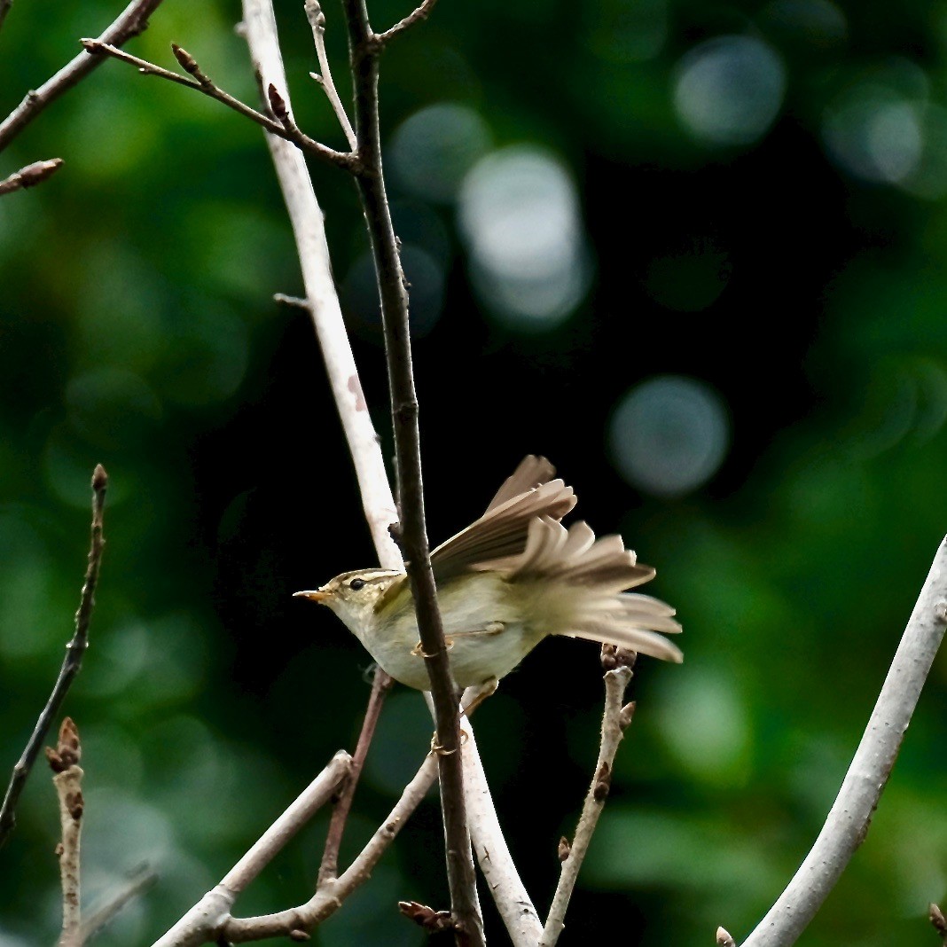 Yellow-browed Warbler - ML411931611