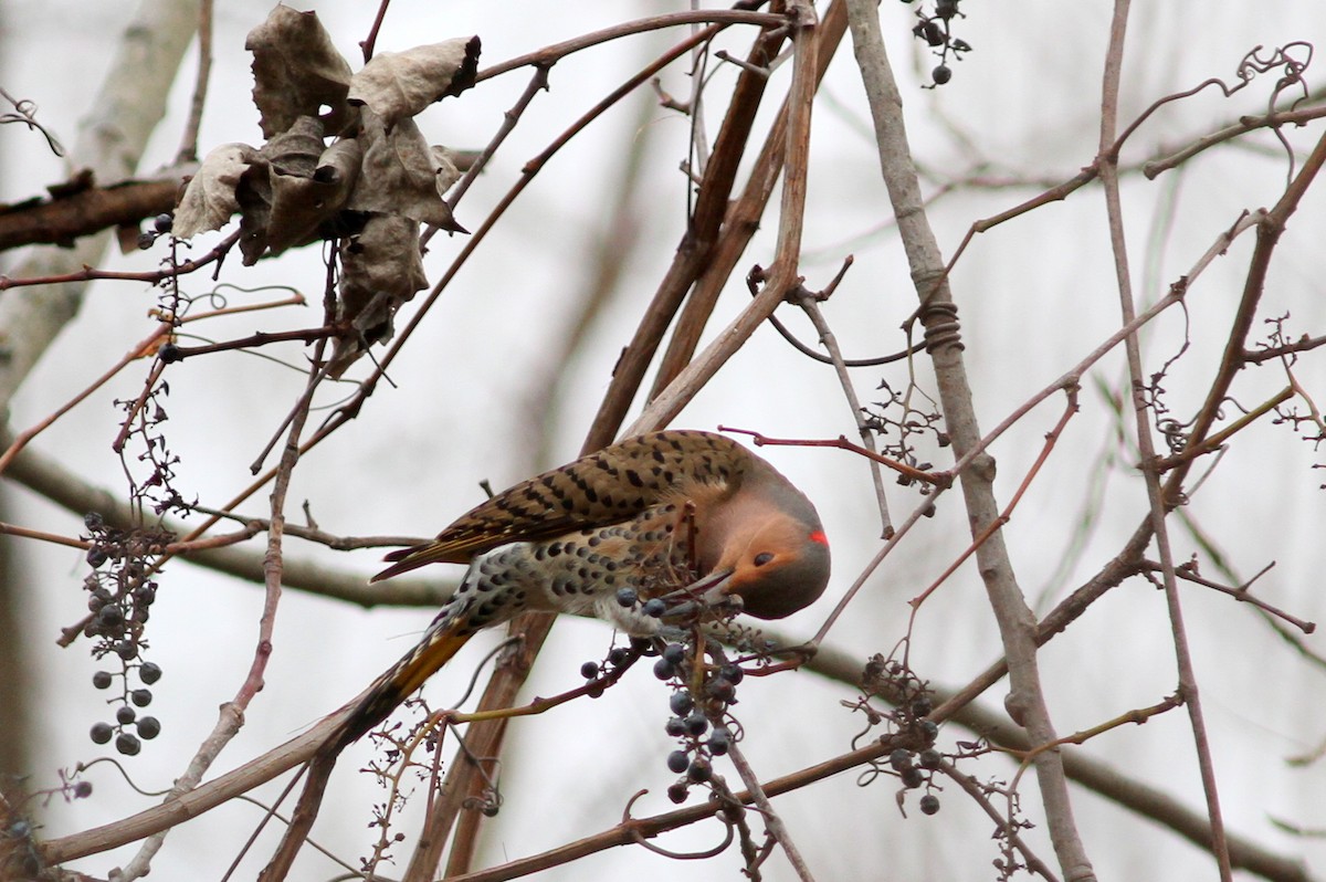 Northern Flicker (Yellow-shafted) - ML41193271
