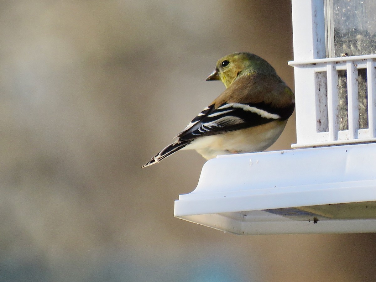 American Goldfinch - ML411932881