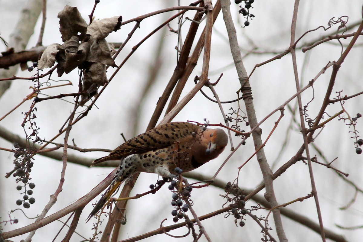 Northern Flicker (Yellow-shafted) - ML41193291