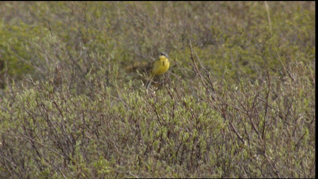 Eastern Yellow Wagtail (Eastern) - ML411933