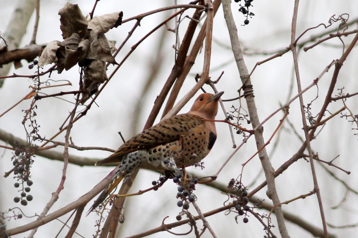 Northern Flicker (Yellow-shafted) - ML41193321