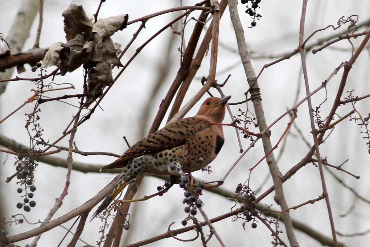 Northern Flicker (Yellow-shafted) - ML41193331