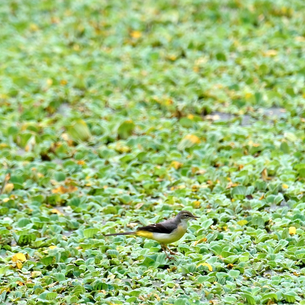 Gray Wagtail - ML411934261