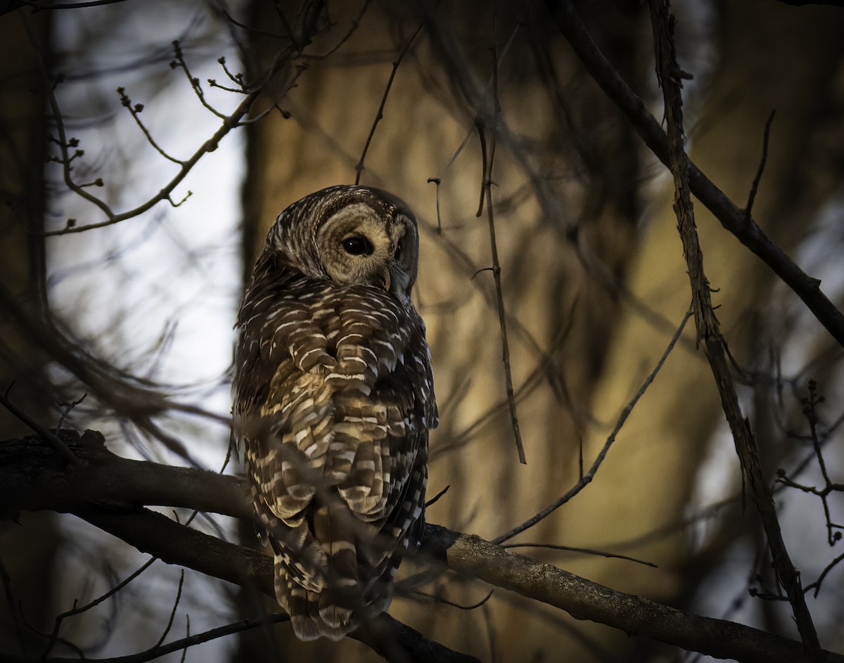 Barred Owl - ML411934581