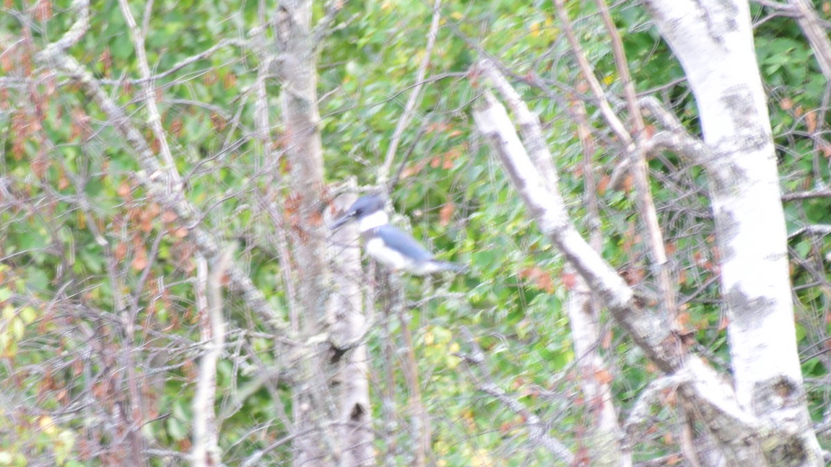 Belted Kingfisher - ML411934961
