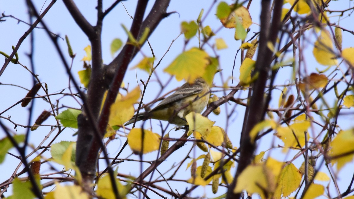 Yellow-rumped Warbler (Myrtle) - ML411935021