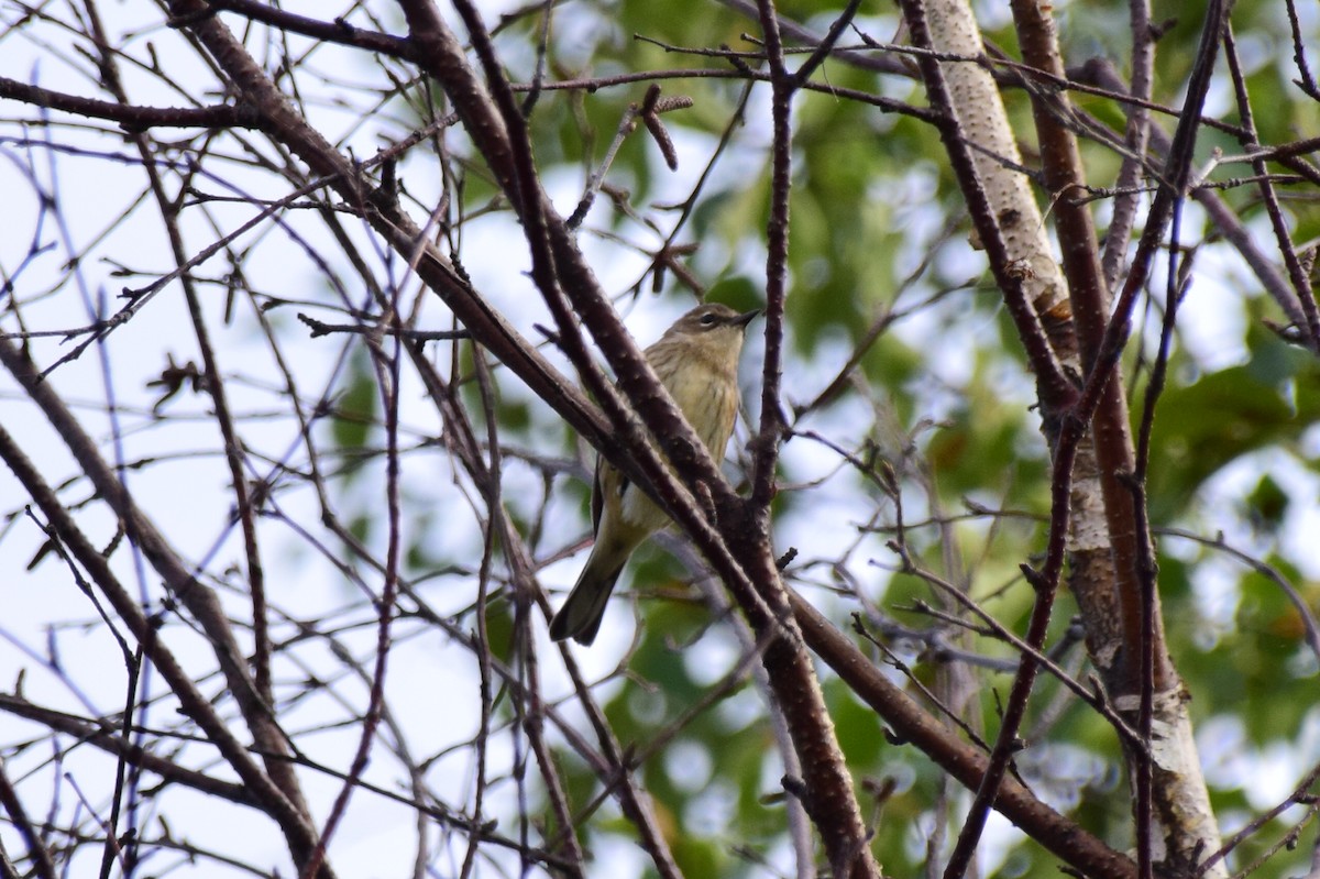 Yellow-rumped Warbler (Myrtle) - ML411935151