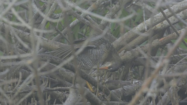 Clapper Rail - ML411935961