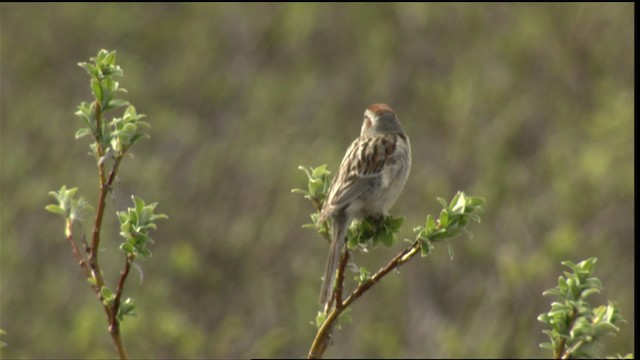 American Tree Sparrow - ML411936