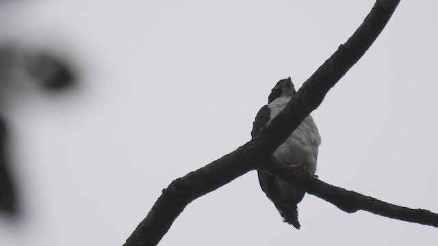 Gray-bellied Hawk - ML411936481