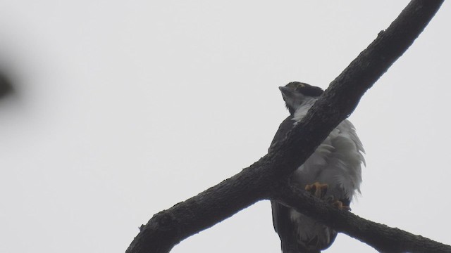 Gray-bellied Hawk - ML411936501