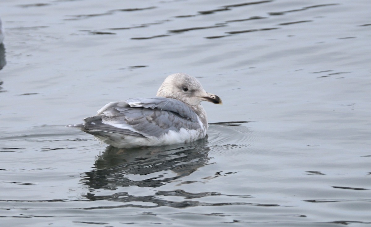 Glaucous-winged Gull - Are Nakrem