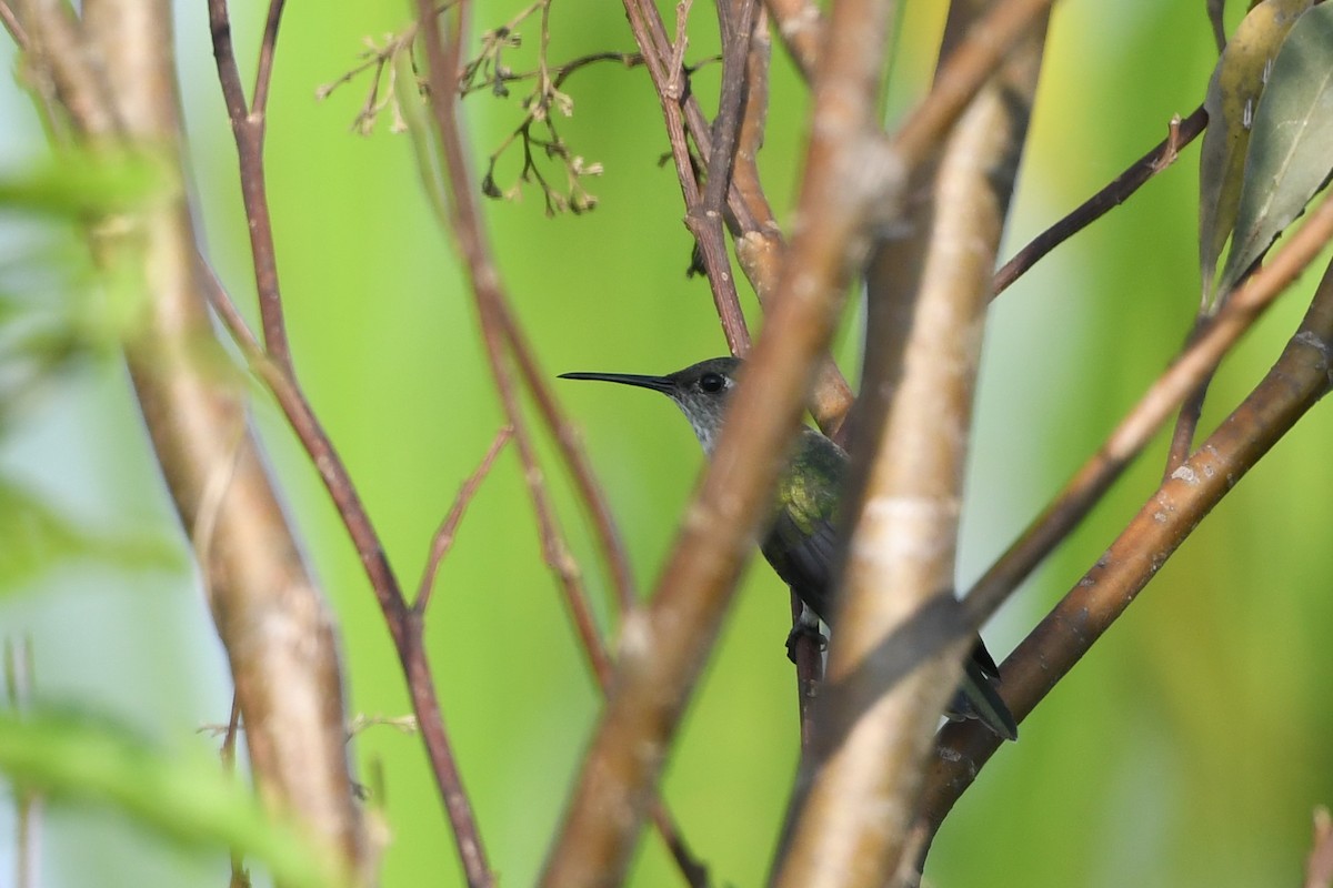 Olive-spotted Hummingbird - ML411936801