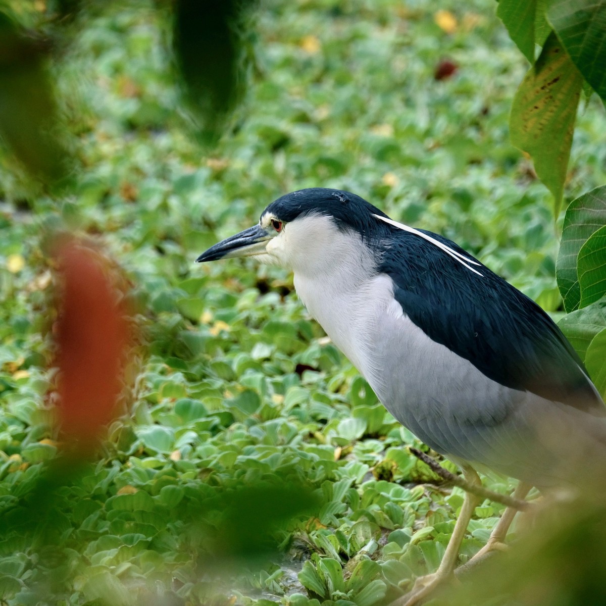 Black-crowned Night Heron - ML411936991