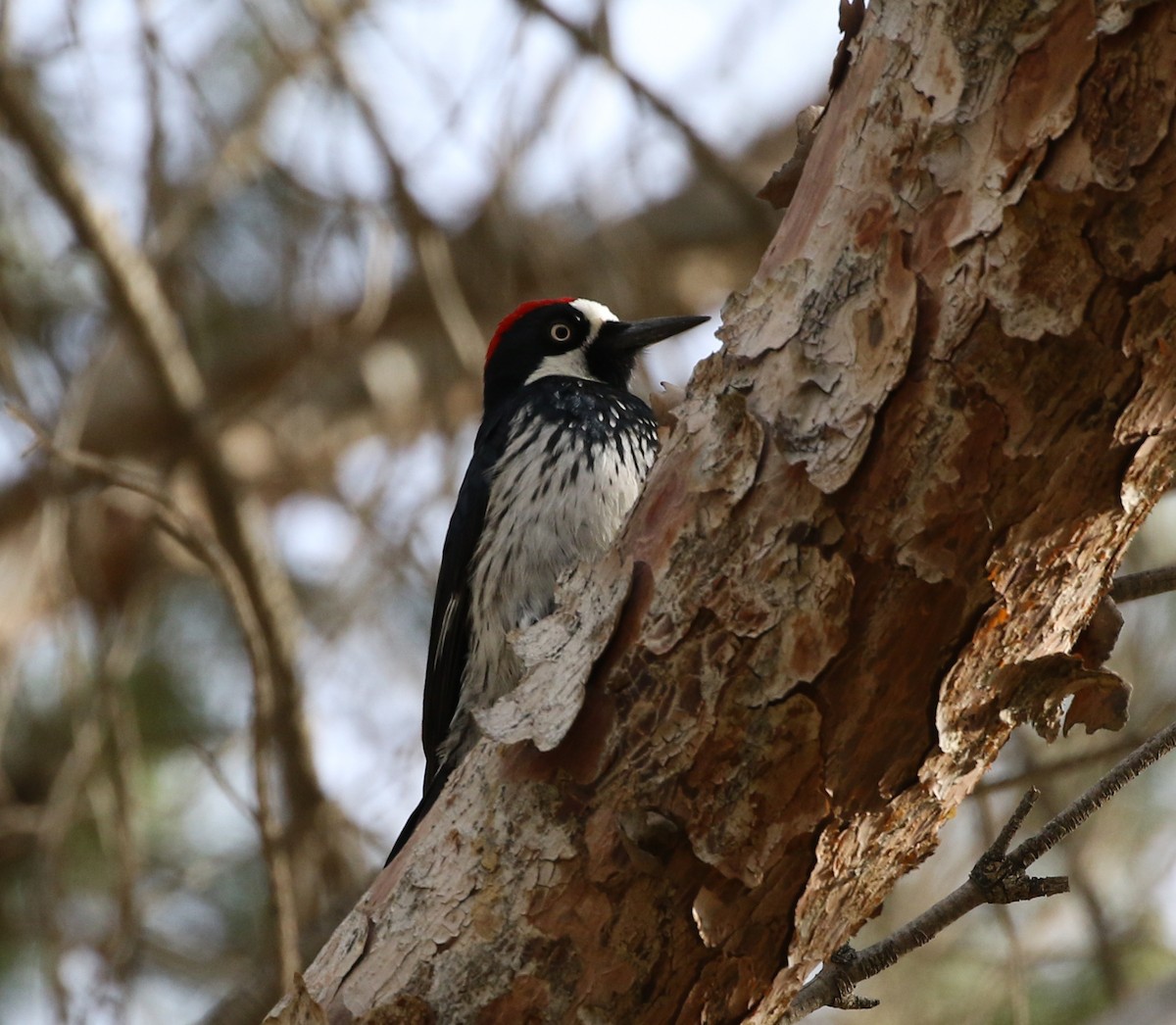 Acorn Woodpecker - ML411937431