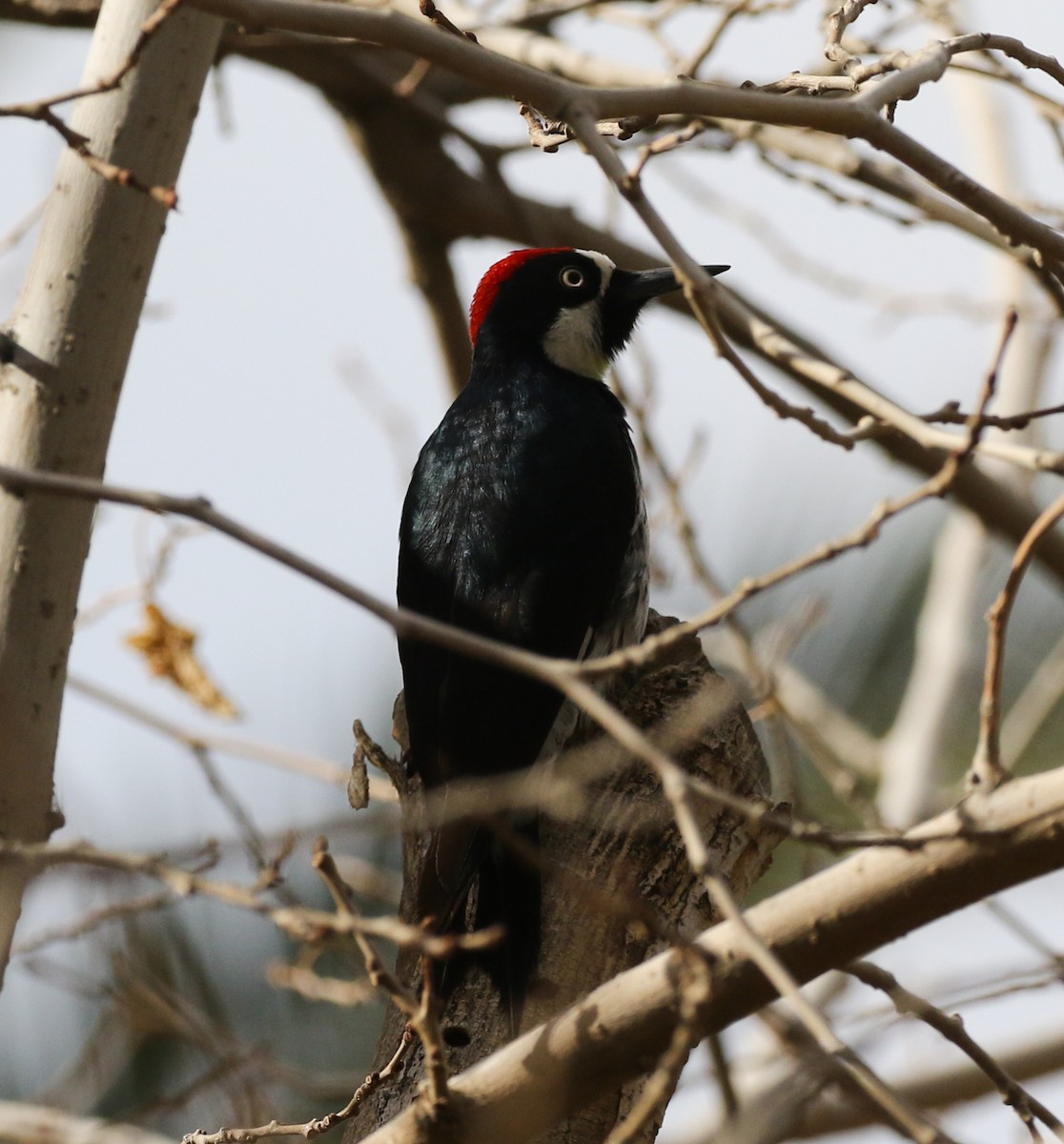 Acorn Woodpecker - ML411937441