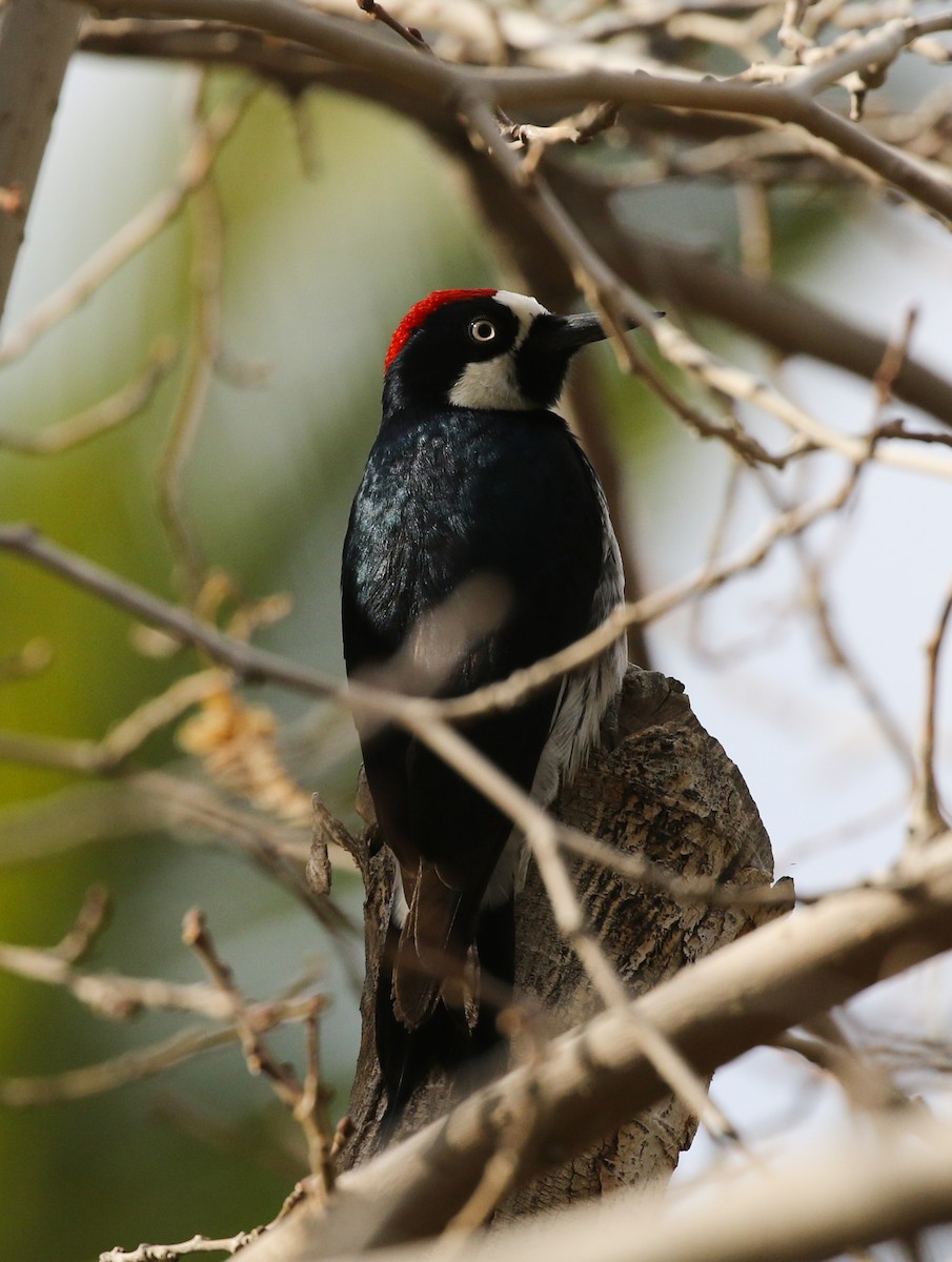 Acorn Woodpecker - ML411937461