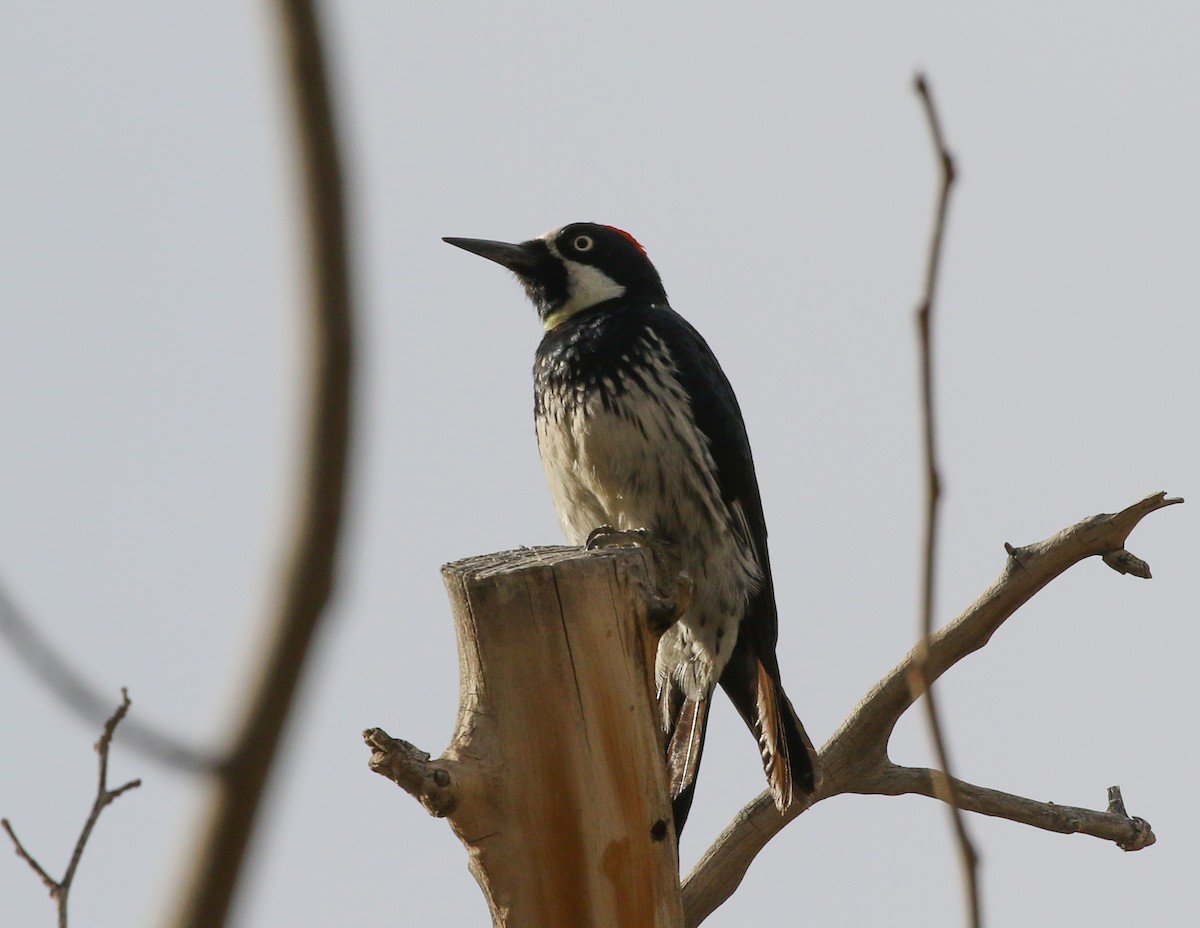 Acorn Woodpecker - ML411937471