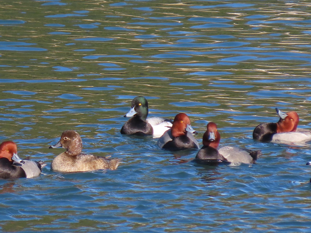 Greater Scaup - ML411937531