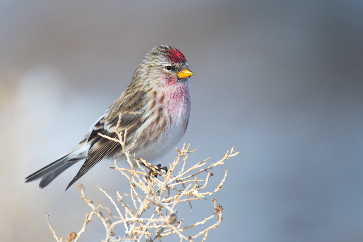 Redpoll (Common) - ML411938421