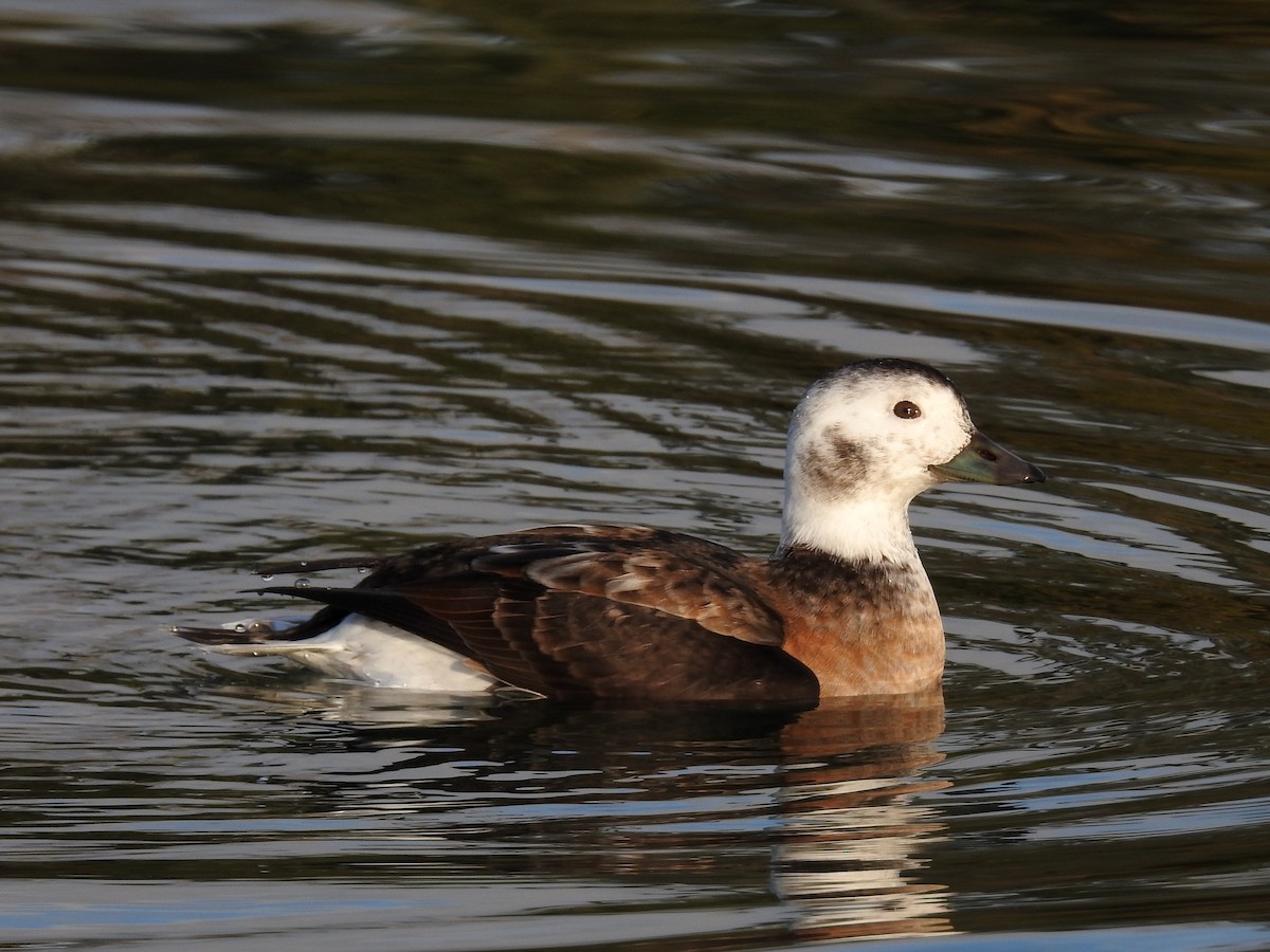 Long-tailed Duck - ML41193971