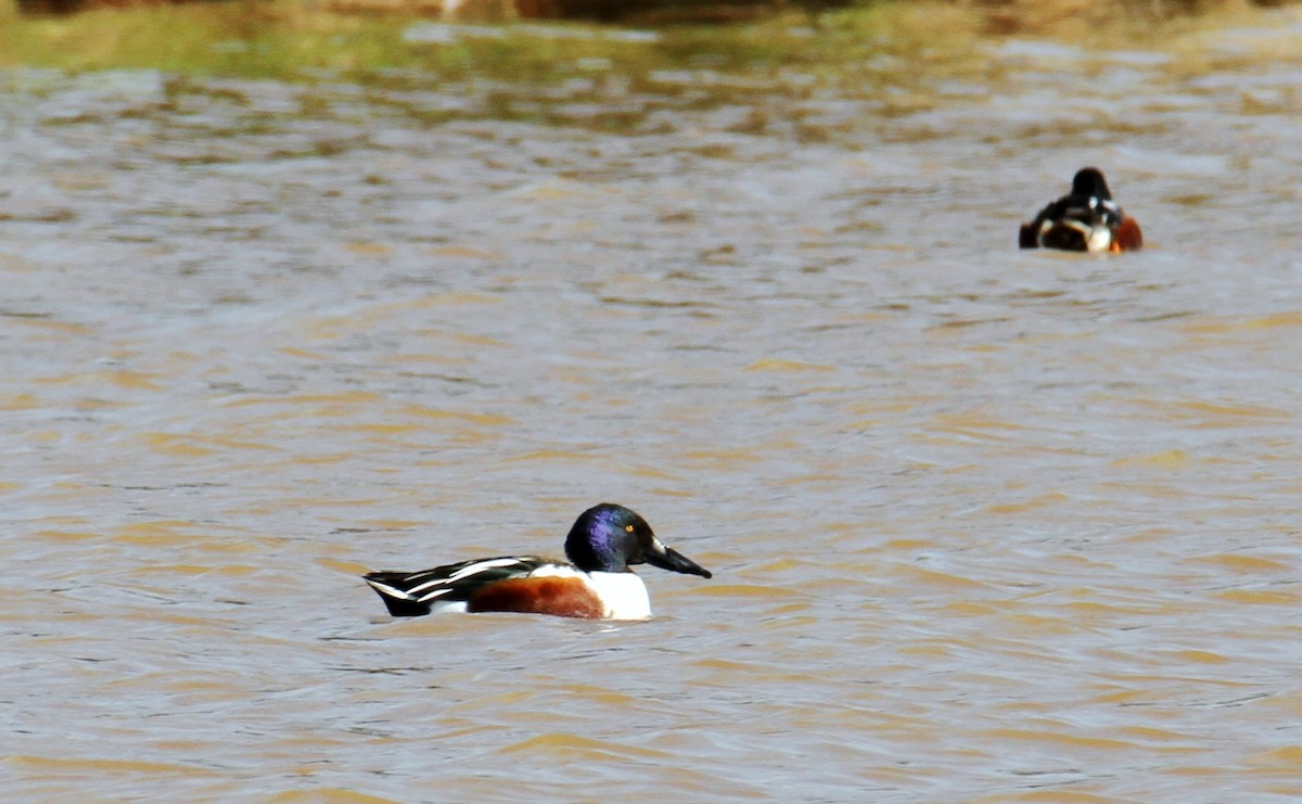 Northern Shoveler - ML411939721