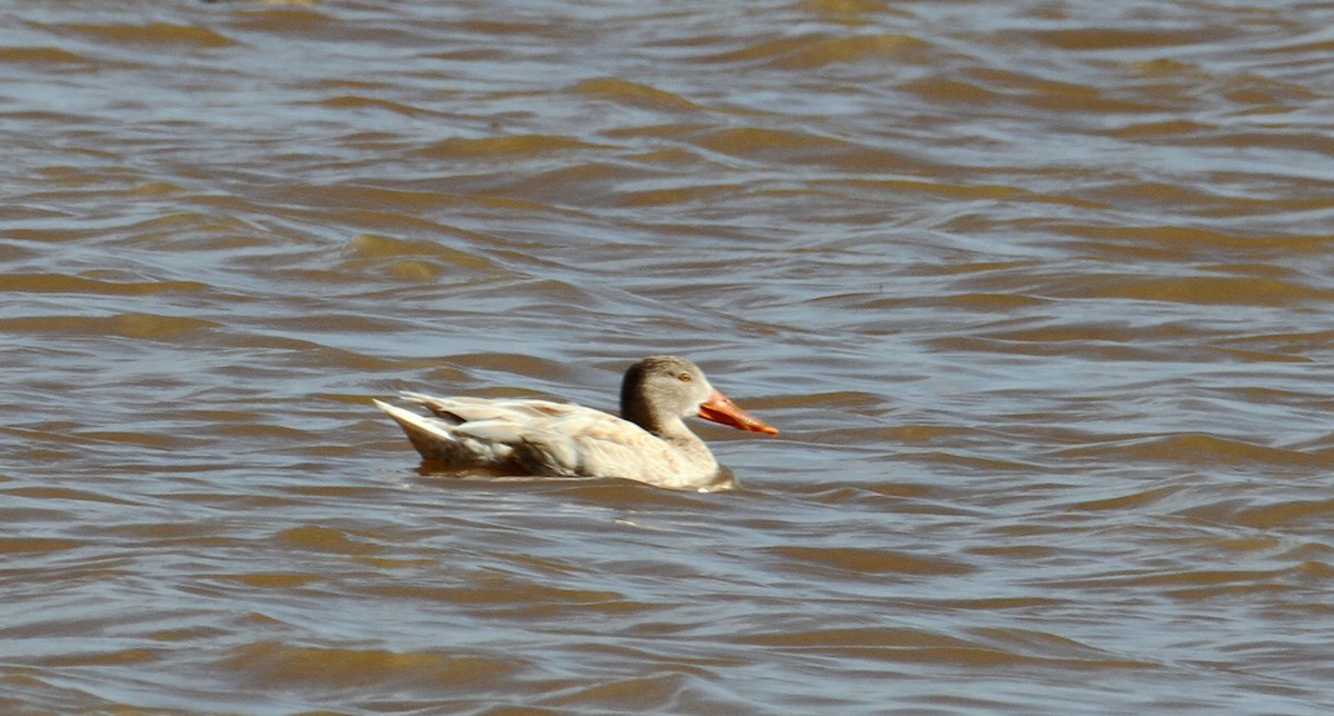 Northern Shoveler - ML411939761