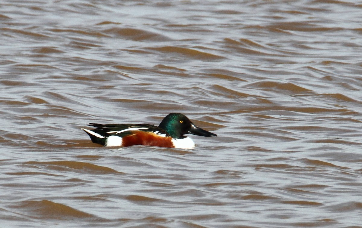 Northern Shoveler - ML411939771