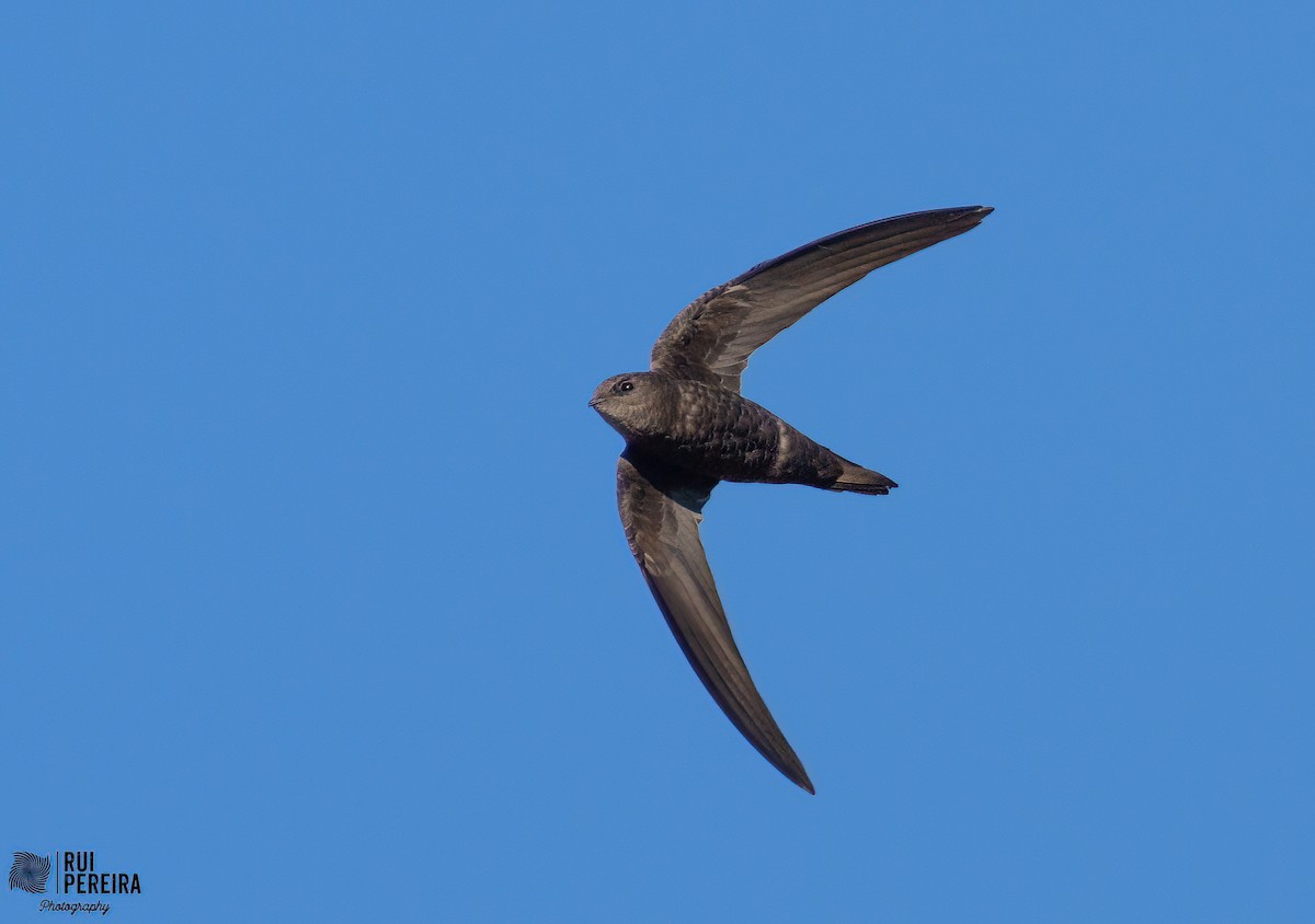 Plain Swift - ML411945071