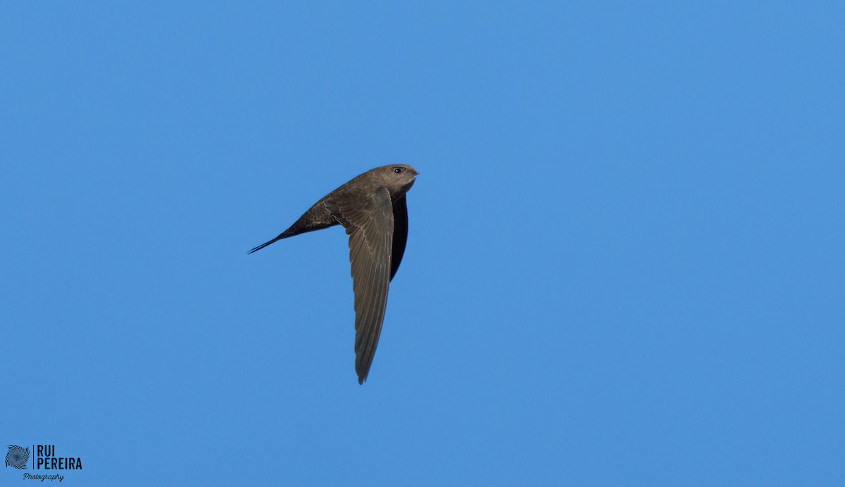 Plain Swift - ML411945121