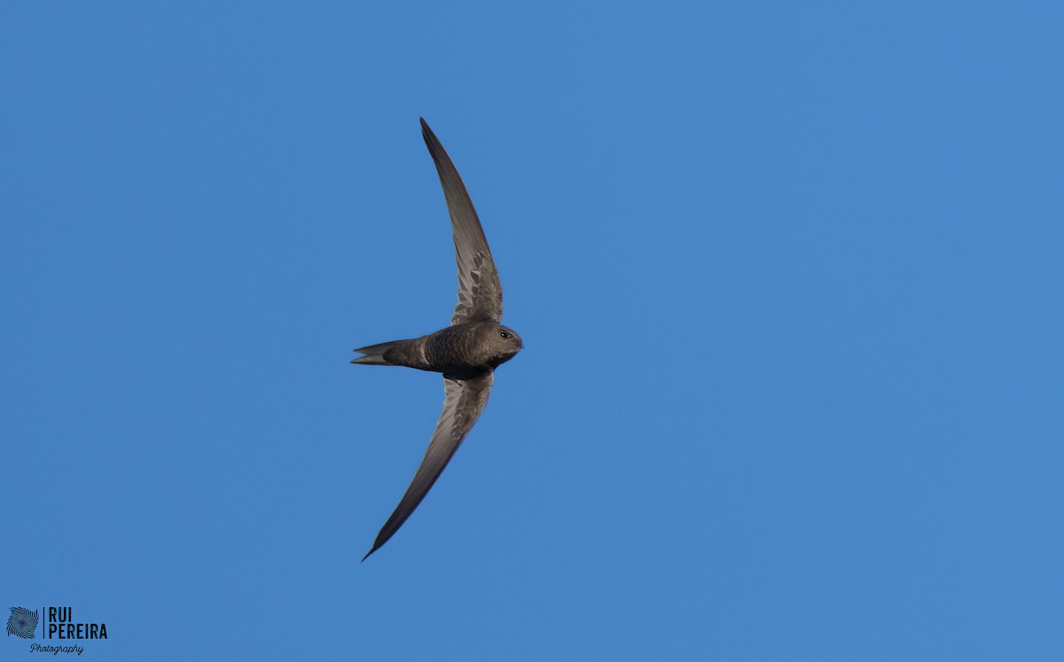 Plain Swift - ML411945141