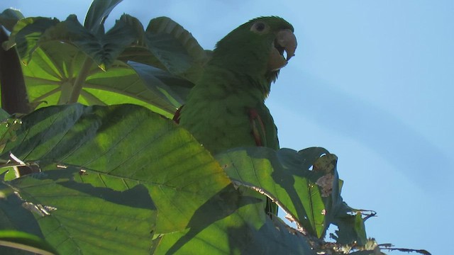 White-eyed Parakeet - ML411946431