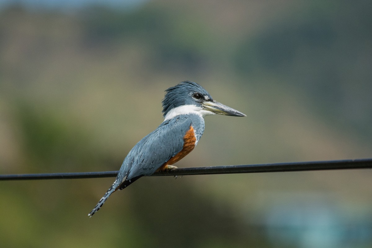 Ringed Kingfisher - ML411947291