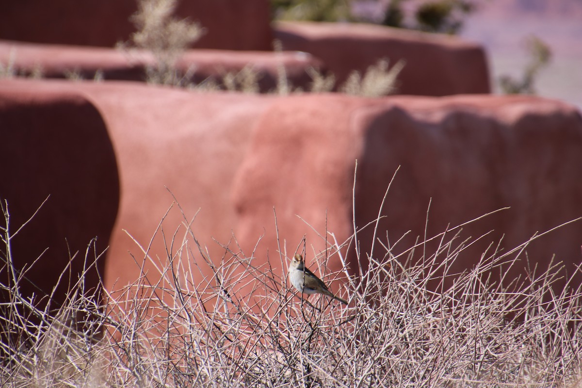 White-crowned Sparrow - ML411947301