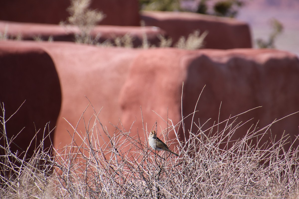 White-crowned Sparrow - ML411947301